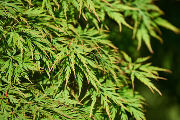 Close-up of green foliage of the weeping Acer palmatum tree on a dark green background. Dissected form of Japanese Maple tree. Selective focus
