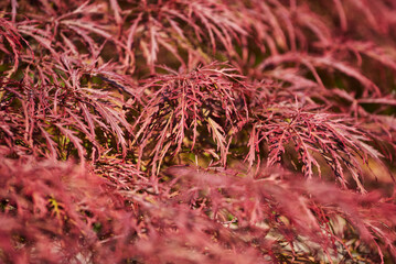 Close-up of red foliage of the weeping Acer palmatum tree in the garden. Dissected form of Laceleaf Japanese Maple tree. Selective focus