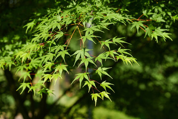 Close-up of green foliage of the Acer palmatum Thunb tree on a dark natural background. Beautiful green leaves of Japanese Maple in the park. Selective focus
