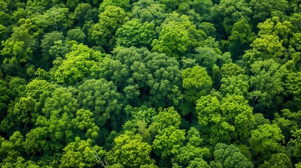 Background texture of dense forest canopy