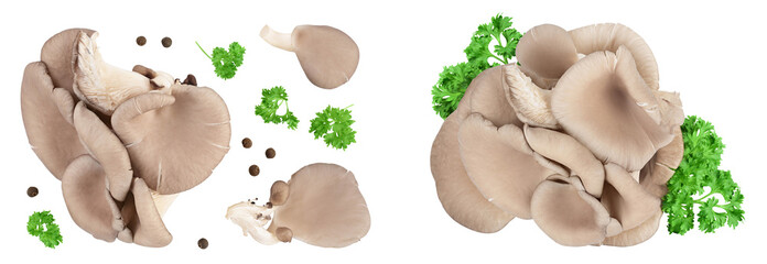 Oyster mushrooms isolated on white background with full depth of field. Top view. Flat lay