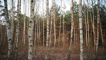 Drzewa i przyroda w lesie © Mateusz