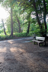 A Sunny Morning Walk Through a Lush Green Forest Path