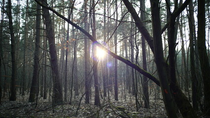 Drzewa i przyroda w lesie © Mateusz