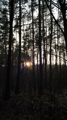 Obraz premium Drzewa i przyroda w lesie