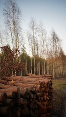 Drzewa i przyroda w lesie © Mateusz