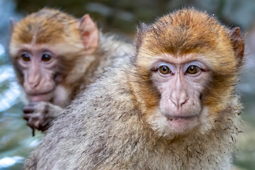 Close up of a Barbary macaque (Macaca sylvanus)