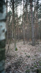 Drzewa i przyroda w lesie © Mateusz