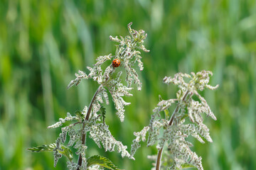 Große Brennnessel mit Marienkäfer