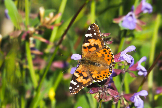 Distelfalter mit ausgebreiteten Fl&uuml;geln an einer Bl&uuml;te des Echten Salbei
