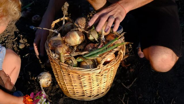 collects onions in a basket in the garden. Selective focus.