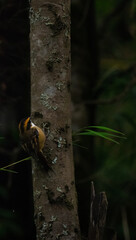 bird with lines on the trunk of a tree