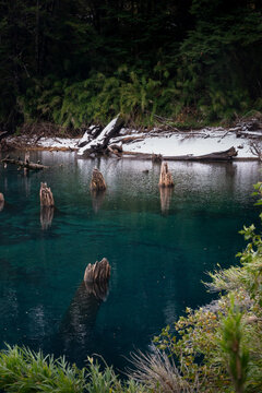 Rainbow-Colored Lagoon with Tree Trunks in Conguillio