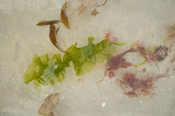 Seaweed washing up on the beach