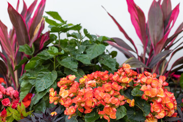 Different flowers growing in flowerbed in spring in the city street.