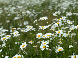 daisy meadow on a sunny summer day. The smell of flowers is mesmerizing