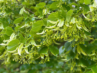 Linden blossoms smell like honey on a summer day