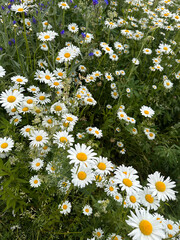 daisy meadow on a sunny summer day. The smell of flowers is mesmerizing