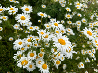 Fototapeta premium daisy meadow on a sunny summer day. The smell of flowers is mesmerizing