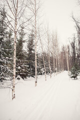 Ski track surrounded by birches and fir trees in a city park. Vertical poster. Selective focus, copy space