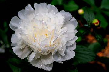 Closeup of beautiful white Peonies flower and dew drops
