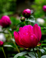Closeup of beautiful hot pink Peony flower	