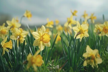 Obraz premium A bouquet of bright yellow daffodils growing in a lush green meadow on a warm and sunny day