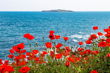 May poppies in front of the blurred waters of the Bulgarian Black Sea and St. Ivan Island in the distant background