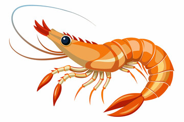 shrimp vector illustration