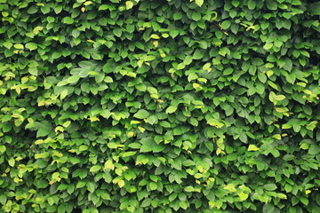 Wall of green shrubs 