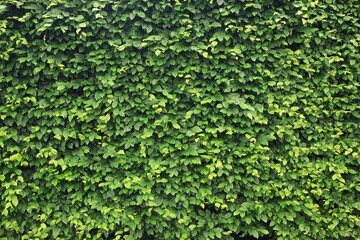 Full frame of texture, Green leaves realistic seamless hedge background 