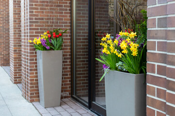 Spring flowers growing in flowerbeds near building entrance.