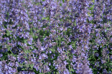 Obraz premium Perovskia atriplicifolia in bloom at an outdoor garden in spring