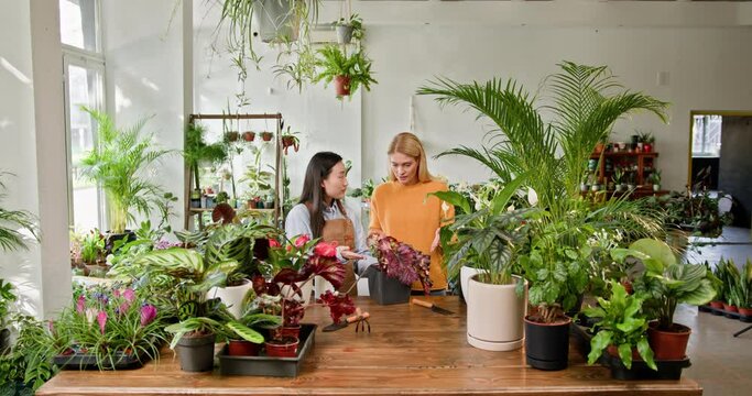 Two women of different ages and nationalities are conversing while working, caring for plants in a brightly colored flower-filled store. Women Tending to Indoor Plants at a Small Business Floral Shop.