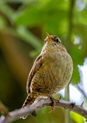 European Wren (Troglodytes troglodytes) - Commonly Found in Europe, Asia, and North Africa