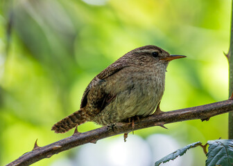 European Wren (Troglodytes troglodytes) - Commonly Found in Europe, Asia, and North Africa