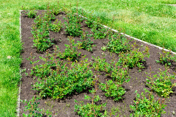 Newly planted young rose bushes in a rose garden, capturing the early stages of growth