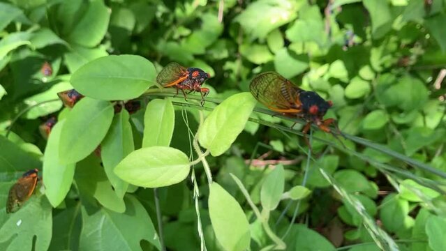 Periodical Cicadas from Brood XIII in the Midwest