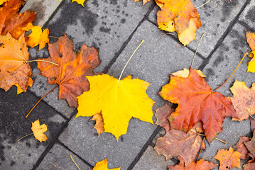 Yellow and red maple leaves on asphalt. Top view, October landscape.