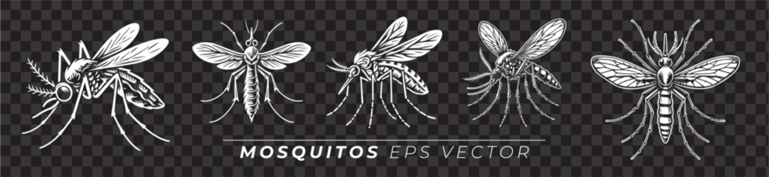 Ilustra&ccedil;&otilde;es de Mosquito, vetor EPS, mosquito da dengue em diferentes estilos