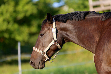Fototapeta premium Head shot of a gentle sadle horse on a rural ranch