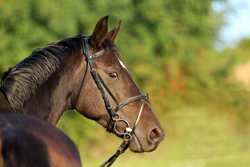 Head shot of a gentle sadle horse on a rural ranch