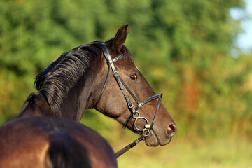Obraz premium Head shot of a gentle sadle horse on a rural ranch