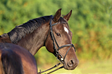 Obraz premium Head shot of a gentle sadle horse on a rural ranch
