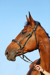 Head shot of a gentle sadle horse on a rural ranch