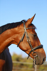 Obraz premium Head shot of a gentle sadle horse on a rural ranch