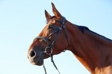 Head shot of a gentle sadle horse on a rural ranch