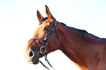 Head shot of a gentle sadle horse on a rural ranch
