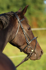 Obraz premium Head shot of a gentle sadle horse on a rural ranch