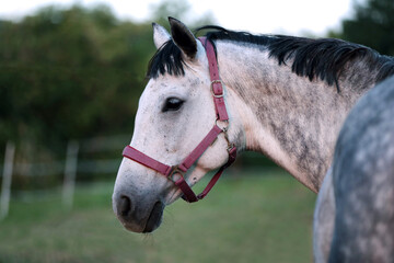 Head shot of a gentle sadle horse on a rural ranch